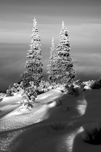 Spruces above the clouds in the mountains — Stock Photo, Image