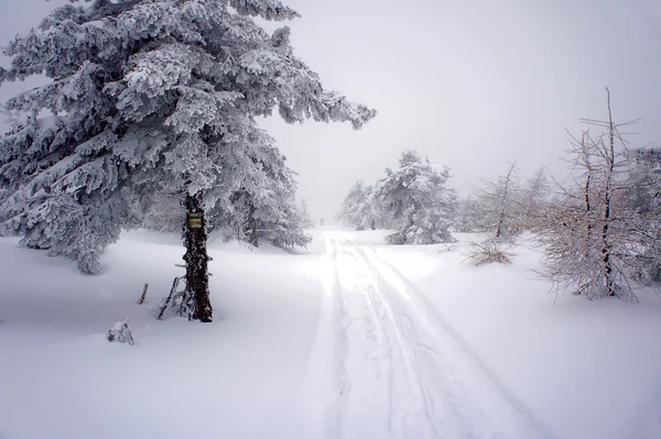 Schneebedeckter Wald — Stockfoto