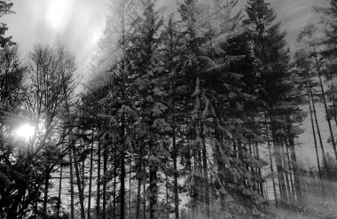 Ormanda güneş ışınları