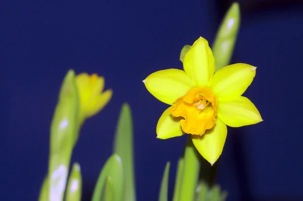 노란 수 선화 — 스톡 사진