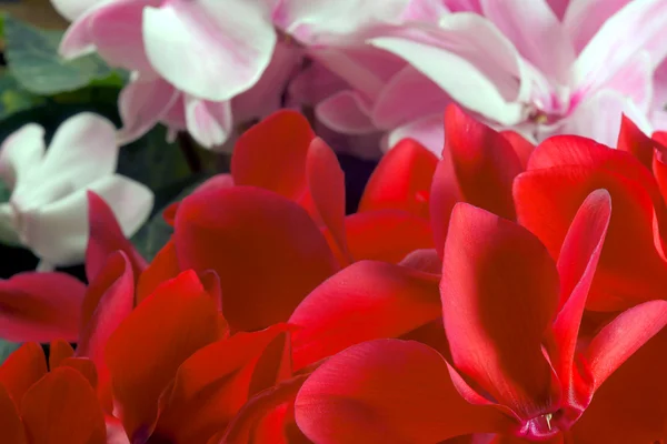 Violetas vermelhas e rosa — Fotografia de Stock