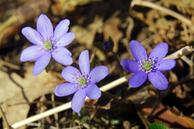 mantarı nobilis çiçek