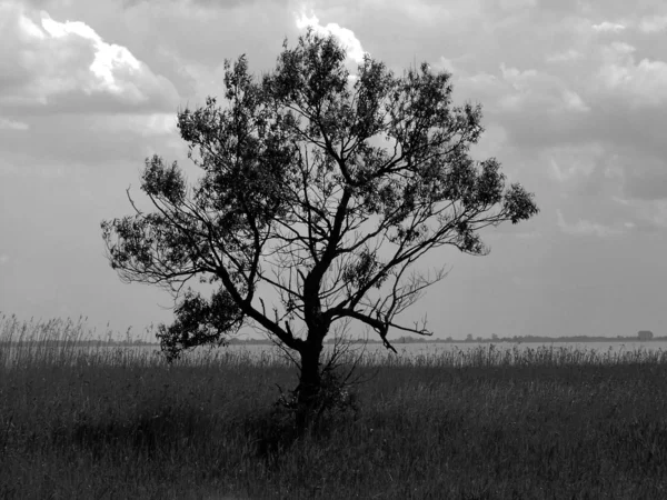 Árbol solitario en la laguna — Foto de Stock