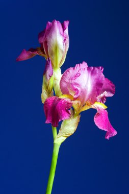 çiçek iris