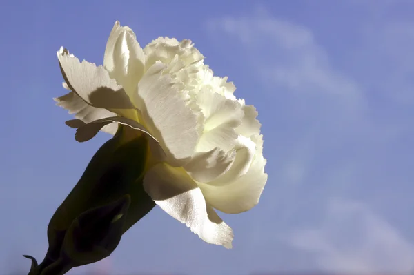Beyaz Karanfil — Stok fotoğraf