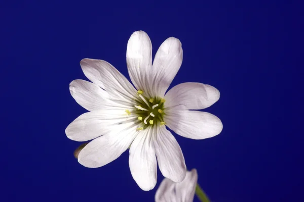 Cerastium-Blüten — Stockfoto