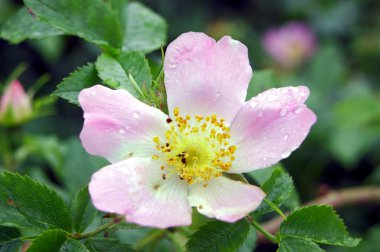 çiçek yaban gülü