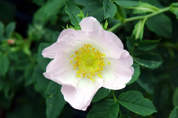 Blomma wild rose — Stockfoto