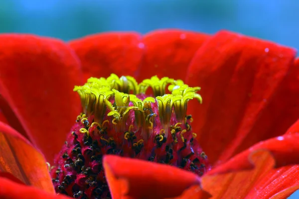 Zinnia - लाल फूल — स्टॉक फ़ोटो, इमेज