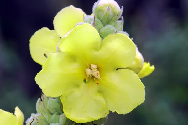 毛蕊花-黄色花朵 — 图库照片