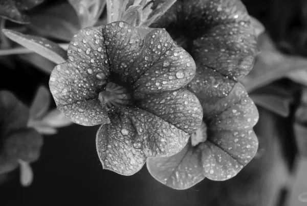 Петунія квітка — стокове фото
