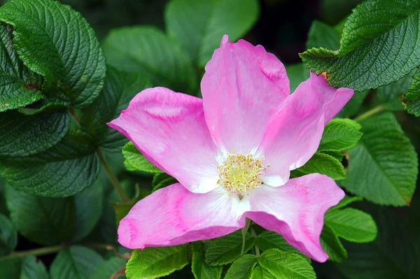 Rosa blomma — Stockfoto