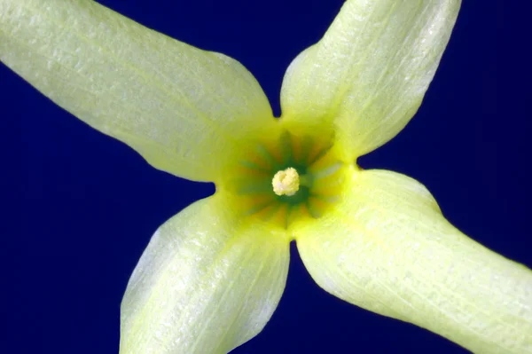 Flores na primavera — Fotografia de Stock