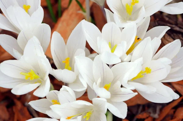 Beyaz bahar Çiğdem çiçek — Stok fotoğraf