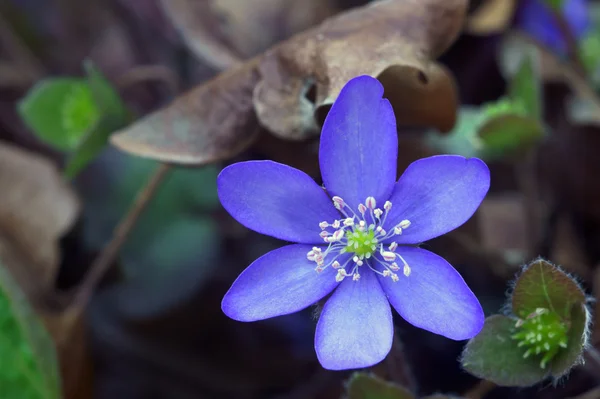 Flor de primavera Hepatica — Fotografia de Stock