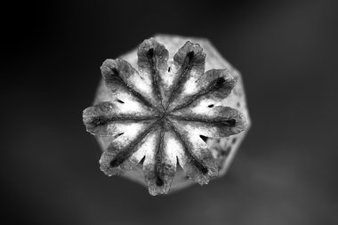 Siyah ve beyaz gelincik