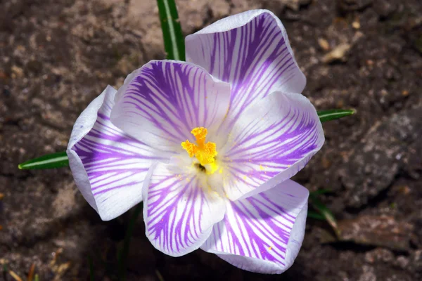 Crocus bloem — Stockfoto