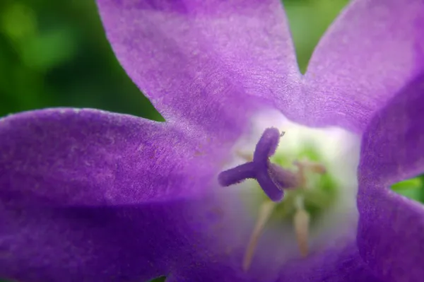 Campanula λουλούδια — Φωτογραφία Αρχείου