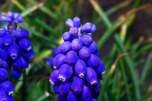 Цветок Мускари — стоковое фото