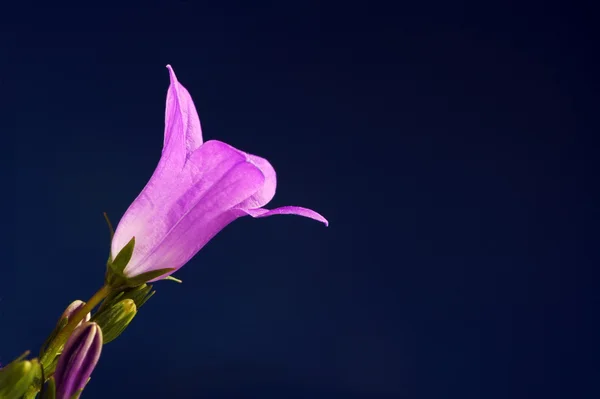Campanula - purple flowers — Stock Photo, Image