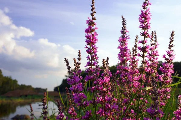 Blossoming in the swamp verbena flower — Stock Photo, Image