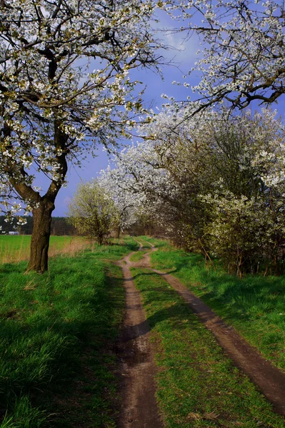 Estrada rural e árvores floridas — Fotografia de Stock