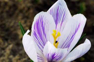 Beyaz bahar Çiğdem çiçek