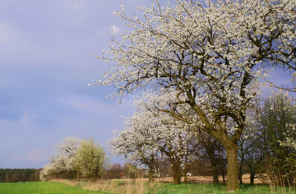 Une route de campagne et des arbres à fleurs blanches — Photo