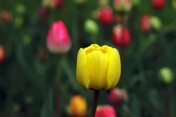 Žlutý Tulipán — Stock fotografie