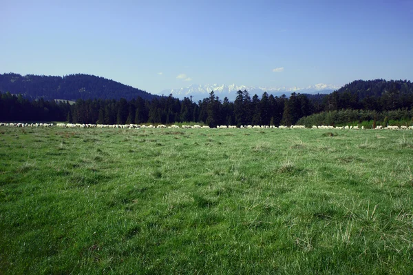 Rebanho de ovinos — Fotografia de Stock