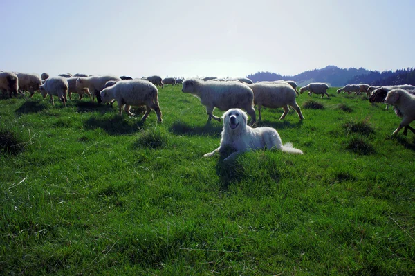 Tatra вівчарка Стокове Фото