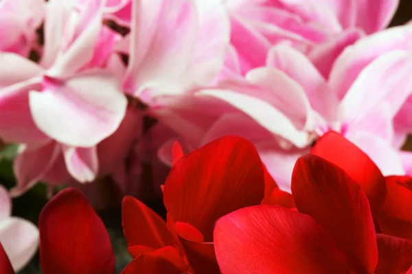 Czerwony i różowy fioletowy — Zdjęcie stockowe