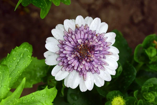 Osteospermum 花 — 图库照片