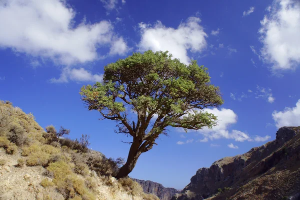 Deliana Gorge ağacında — Stok fotoğraf