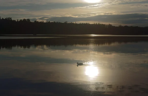 Ente schwimmt auf dem See — Stockfoto