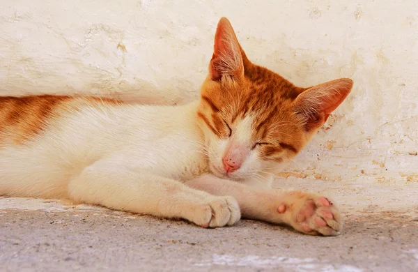 beyaz ve kırmızı kedi yavrusu