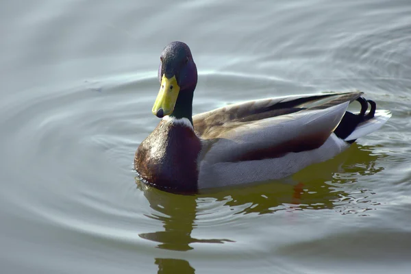 Duck floating on a pond — Stock Photo, Image