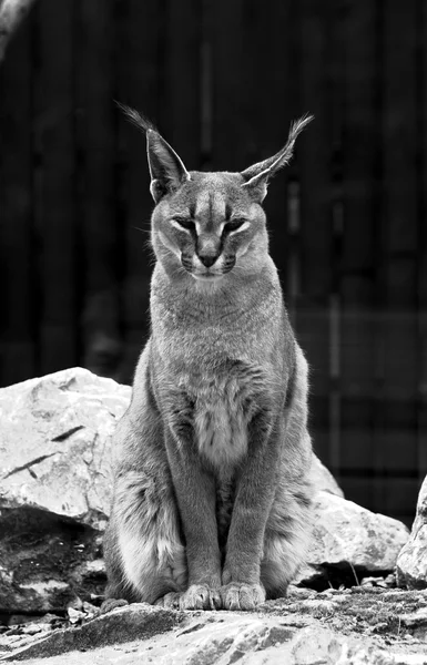 Portrait steppe lynx — Stock Photo, Image