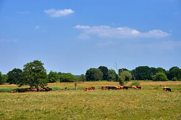 Una Manada Caballos Vacas Pasto Durante Verano Polonia —  Fotos de Stock