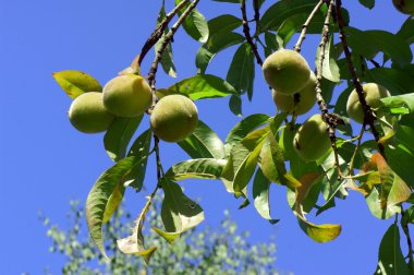 Olgunlaşmamış Şeftali meyve