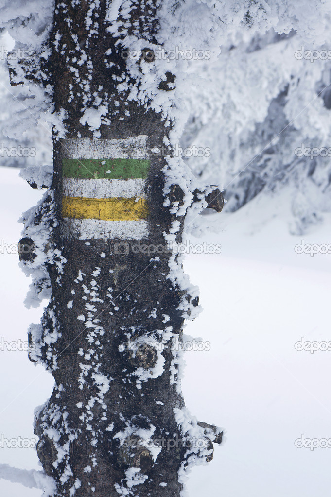 Designation of the tourist trail on a tree