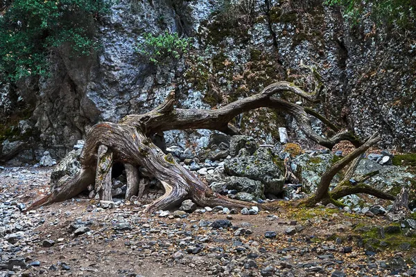 Суха Купа Дерева Ущелині Імброс Острові Крит Греція — стокове фото