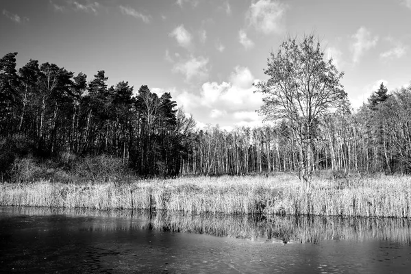 ポーランドの冬の間に湖と白樺林によって葦 モノクロ — ストック写真