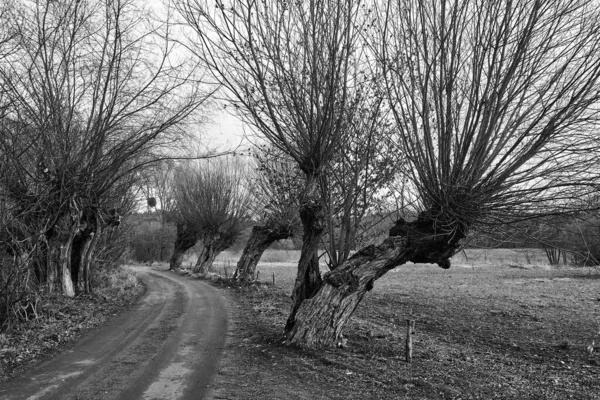 Old Willow Trees Growing Dirt Road Poland Monochrome — Stock Photo, Image