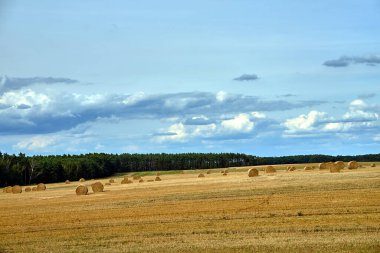 Polonya 'da yaz boyunca sakal ve ormanlı kırsal alan
