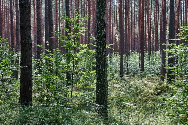 Bosque Denso Mixto Durante Verano Polonia — Foto de Stock