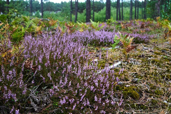 Bloeiende Heidevelden Een Bos Clearing Polen — Stockfoto