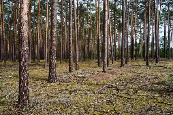 Troncos Coníferas Bosque Durante Verano Polonia — Foto de Stock