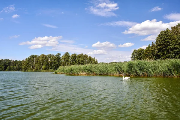 在波兰 成年天鹅夏天在湖上游泳 — 图库照片