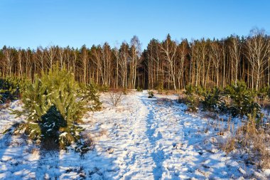 Polonya 'da kar ve huş ağaçlarıyla kaplı bir patika.